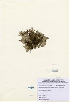 藏品(黑葉小網藻)的圖片